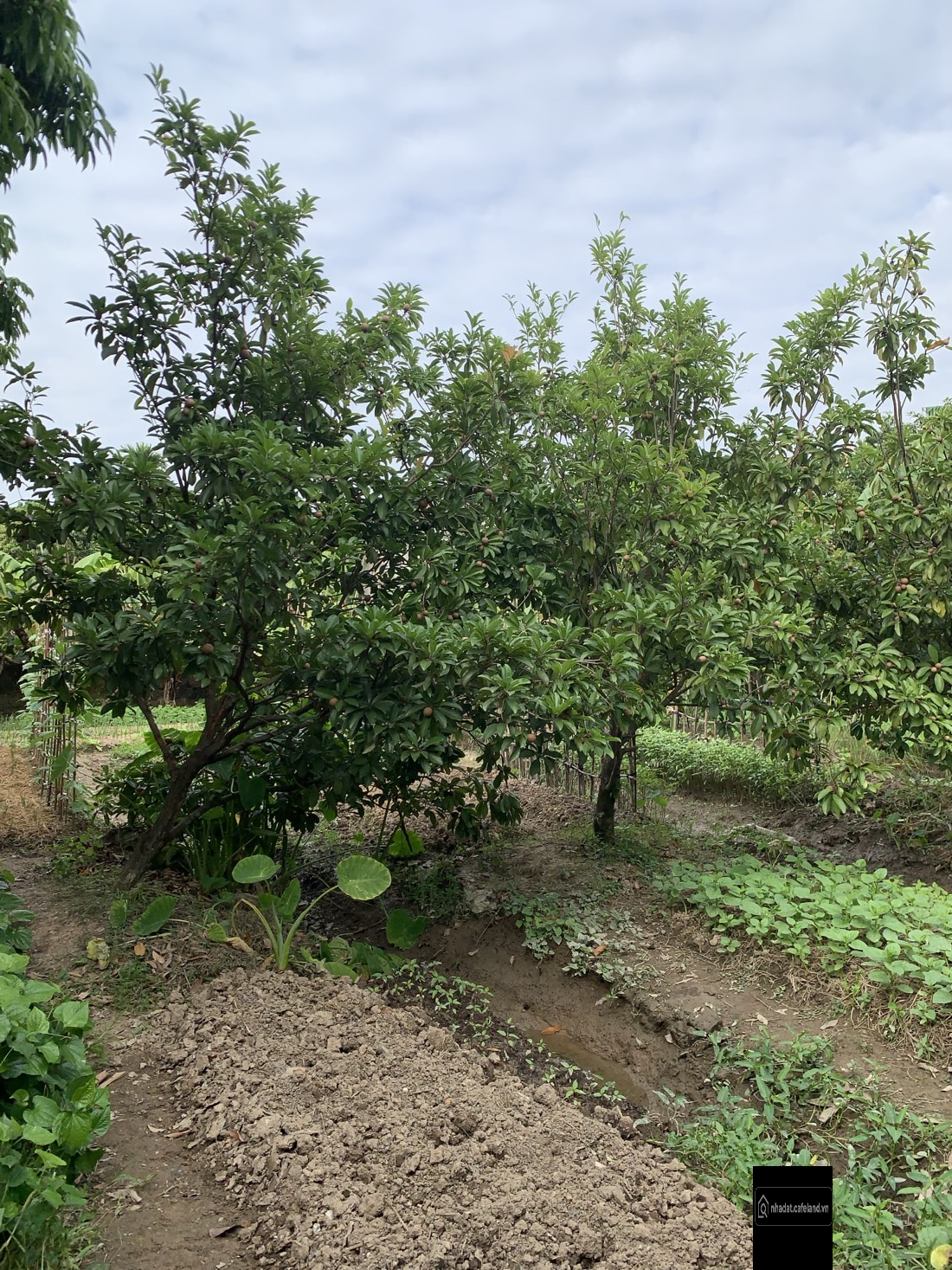 300m2 tại Thôn cổ pháp- cộng hòa- nam sách Hải Dương cũ giá siêu rẻ! 0963063189