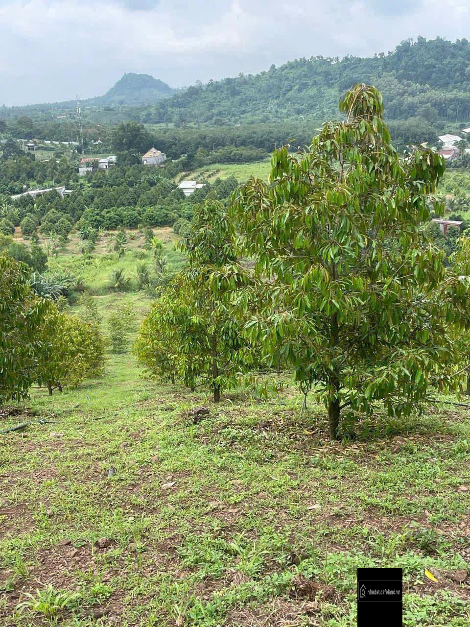 Chỉ 690tr cho 530m2 đất vườn tại khu Cáp Rang Bình Lộc Long Khánh, cách QL1A 1km