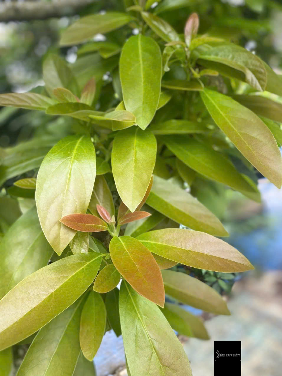 Bán 1930m2 Đất Ở Đô Thị Cù Bị Châu Đức Nay thuộc Phường Bà Rịa Hcm ,0987247752