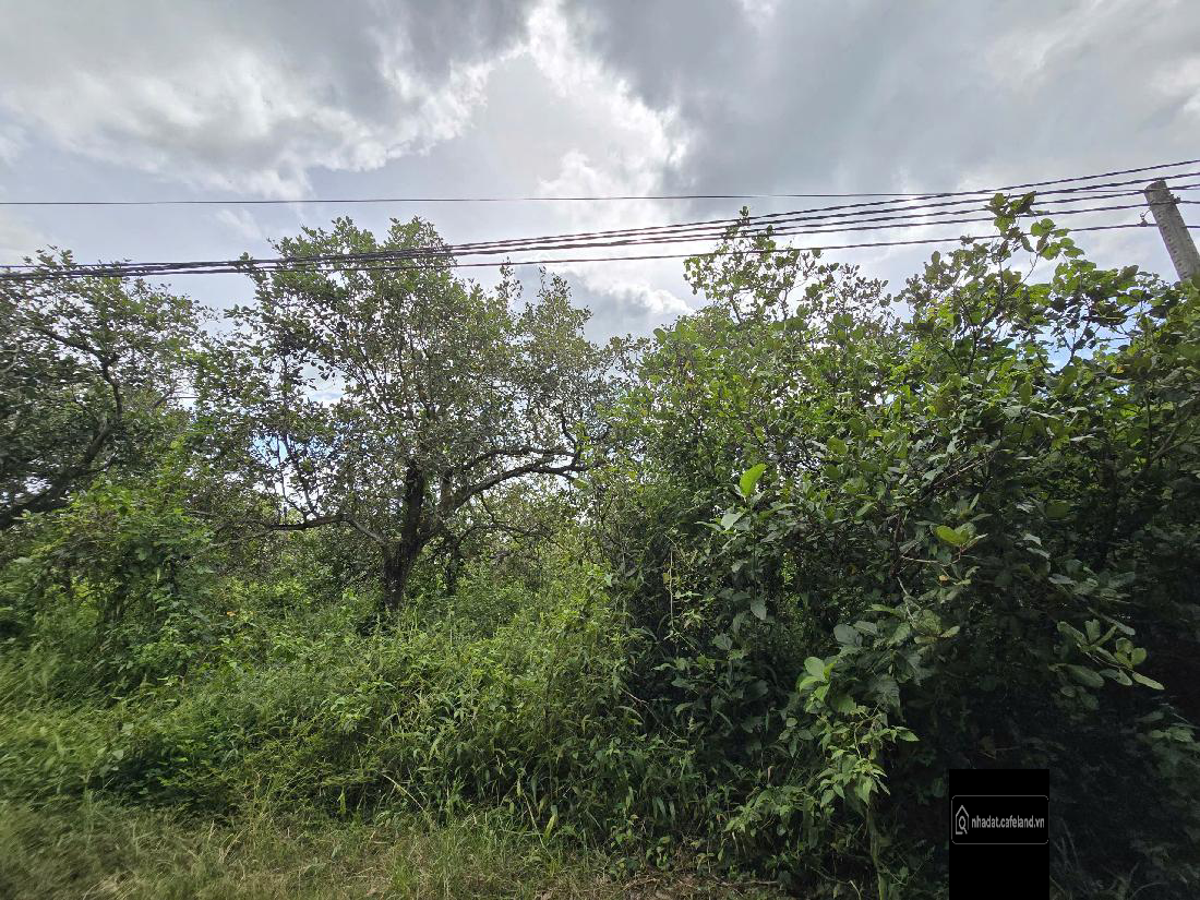  BÁN ĐẤT 1.000m² – 800 triệu ( bớt Lộc )ĐANG TRỒNG ĐIỀU – CÓ THU NHẬP HẰNG NĂM 