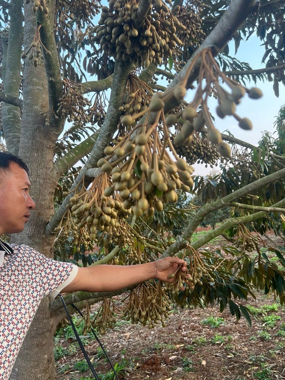 gần 7 mẫu sầu riêng thu bói điện nước đầy đủ