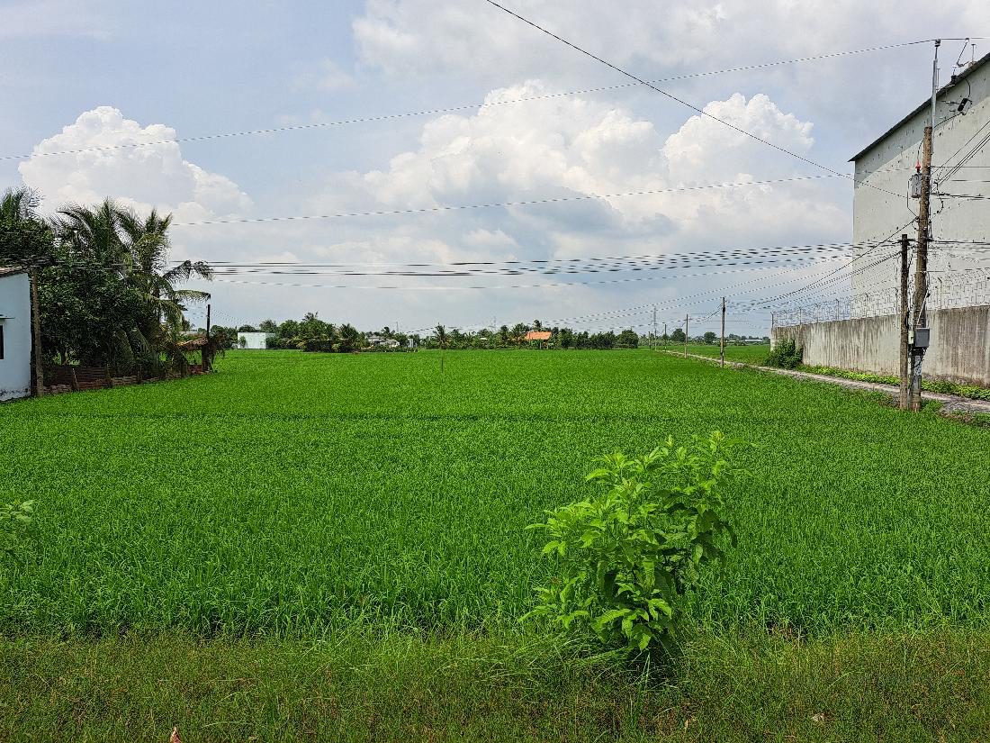 Bán đất lúa 3500m² Tây Ninh ( Tân Trụ, Long An cũ)