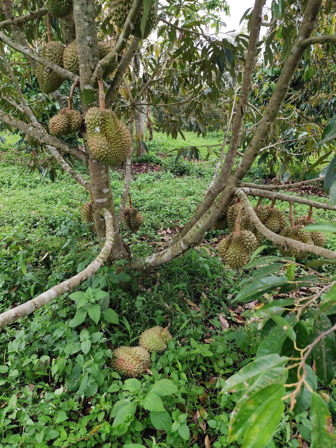 Bán đất xã Hòa Bắc  Di linh Lâm Đồng 