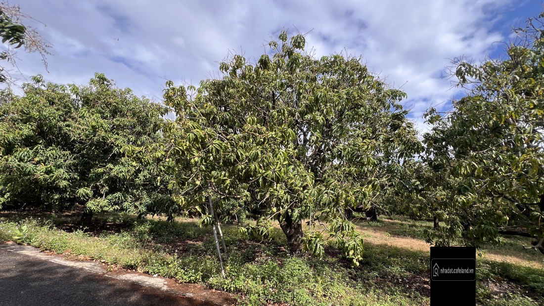 Diẹn tích 4000.000 m2 trên đata có 300 gốc  xoài úc đang cho thu hoạch. dân cư